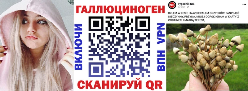 Псилоцибиновые грибы Psilocybine cubensis Бердск